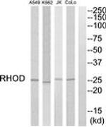 RhoD Antibody in Western Blot (WB)