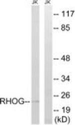 RhoG Antibody in Western Blot (WB)