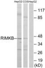 RIMKLB Antibody in Western Blot (WB)