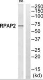 RPAP2 Antibody in Western Blot (WB)