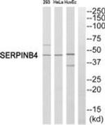 SERPINB4 Antibody in Western Blot (WB)
