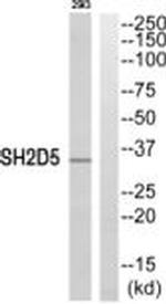 SH2D5 Antibody in Western Blot (WB)