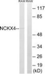 SLC24A4 Antibody in Western Blot (WB)