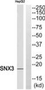 SNX3 Antibody in Western Blot (WB)