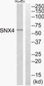 SNX4 Antibody in Western Blot (WB)
