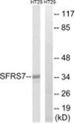 SRSF7 Antibody in Western Blot (WB)
