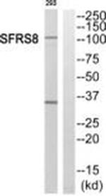 SFRS8 Antibody in Western Blot (WB)