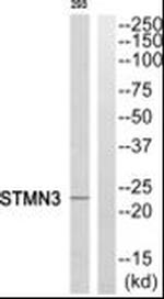 STMN3 Antibody in Western Blot (WB)