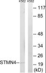 STMN4 Antibody in Western Blot (WB)