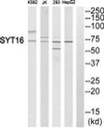 SYT16 Antibody in Western Blot (WB)