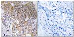 TCP-1 zeta Antibody in Immunohistochemistry (Paraffin) (IHC (P))