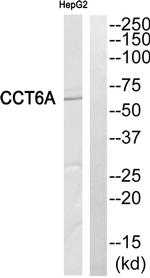 TCP-1 zeta Antibody in Western Blot (WB)