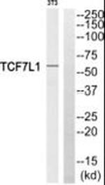 TCF7L1 Antibody in Western Blot (WB)