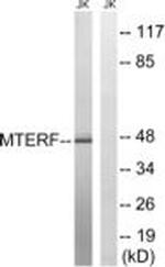 MTERF Antibody in Western Blot (WB)
