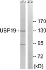 USP19 Antibody in Western Blot (WB)