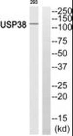 USP38 Antibody in Western Blot (WB)