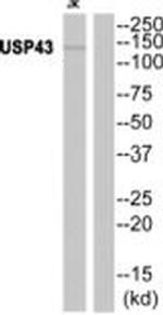 USP43 Antibody in Western Blot (WB)