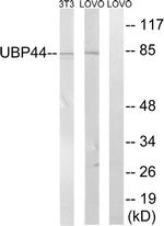 USP44 Antibody in Western Blot (WB)
