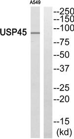 USP45 Antibody in Western Blot (WB)