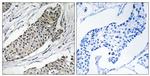 KCNAB3 Antibody in Immunohistochemistry (Paraffin) (IHC (P))