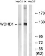 WDHD1 Antibody in Western Blot (WB)