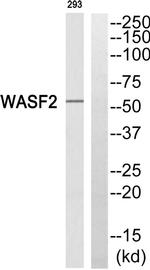 WAVE2 Antibody in Western Blot (WB)