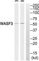WASF3 Antibody in Western Blot (WB)