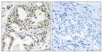 YEATS2 Antibody in Immunohistochemistry (Paraffin) (IHC (P))