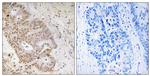 ZNF592 Antibody in Immunohistochemistry (Paraffin) (IHC (P))