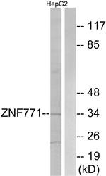 ZNF771 Antibody in Western Blot (WB)