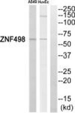 ZNF498 Antibody in Western Blot (WB)