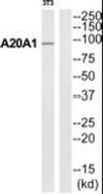 A20A1 Antibody in Western Blot (WB)