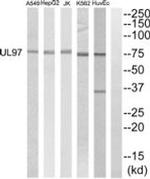 Cytomegalovirus UL97 Antibody in Western Blot (WB)