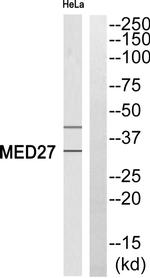 MED27 Antibody in Western Blot (WB)