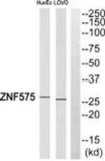 ZNF575 Antibody in Western Blot (WB)