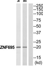 ZNF695 Antibody in Western Blot (WB)