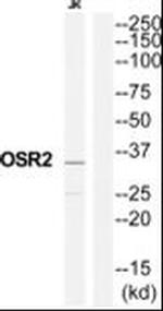 OSR2 Antibody in Western Blot (WB)
