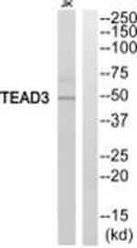 TEF5 Antibody in Western Blot (WB)
