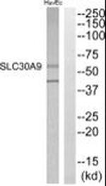 SLC30A9 Antibody in Western Blot (WB)