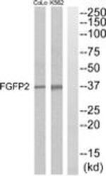 FGFBP2 Antibody in Western Blot (WB)