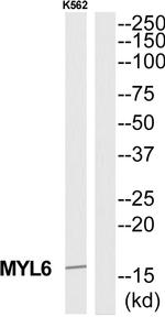 MYL6 Antibody in Western Blot (WB)