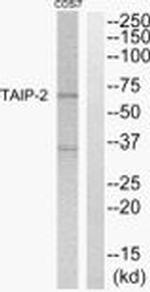 TAIP2 Antibody in Western Blot (WB)