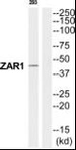 ZAR1 Antibody in Western Blot (WB)