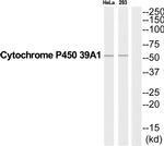 CYP39A1 Antibody in Western Blot (WB)