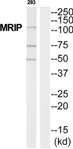 MPRIP Antibody in Western Blot (WB)