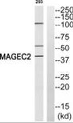 MAGEC2 Antibody in Western Blot (WB)