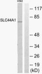 SLC44A1 Antibody in Western Blot (WB)