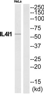 IL4I1 Antibody in Western Blot (WB)