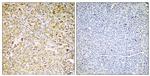 Carboxypeptidase A1 Antibody in Immunohistochemistry (Paraffin) (IHC (P))