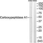 Carboxypeptidase A1 Antibody in Western Blot (WB)